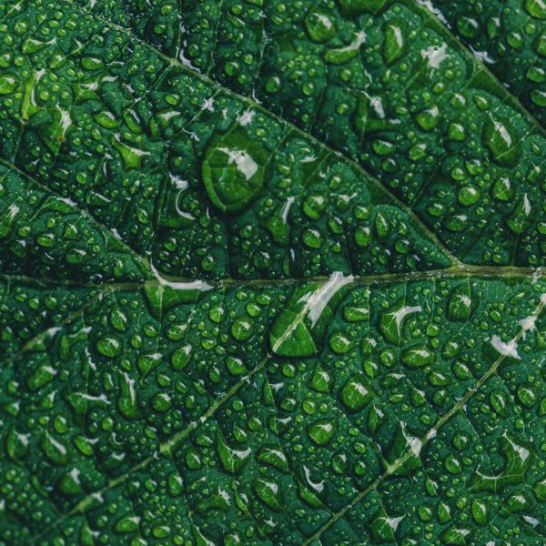 close-up-photography-of-green-leaf-with-drops-of-water-544980