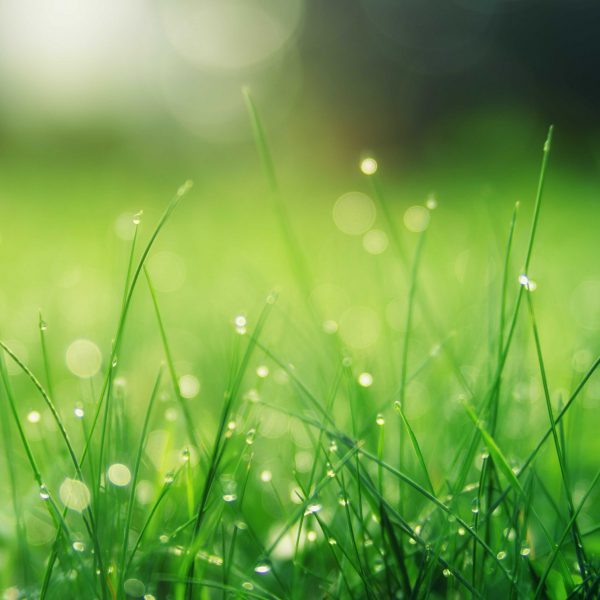 closeup-photo-of-green-grass-field-1423601