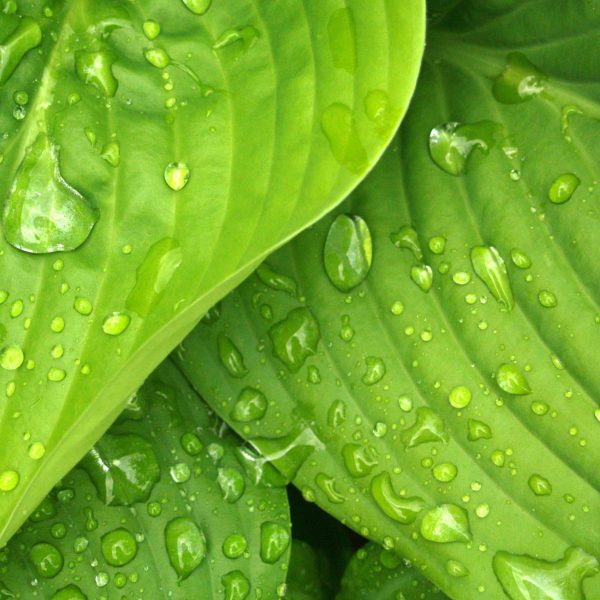 leaves-rain-green-hosta-38012